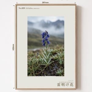 Afterstorm Bloom Print – Extinct Tibetan Flower, Naturalist Wall Decor (Digital Download) image 5