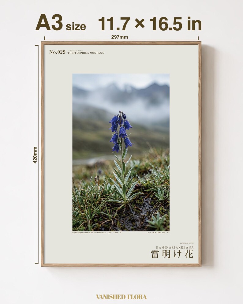 Afterstorm Bloom Print – Extinct Tibetan Flower, Naturalist Wall Decor (Digital Download) image 5