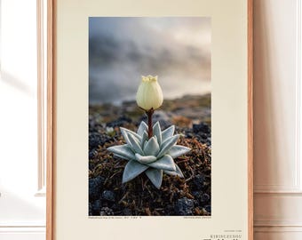 Mist Bell Photograph – Extinct Azores Bog Flower, Gothic Dark Academia Wall Art (Digital Download)