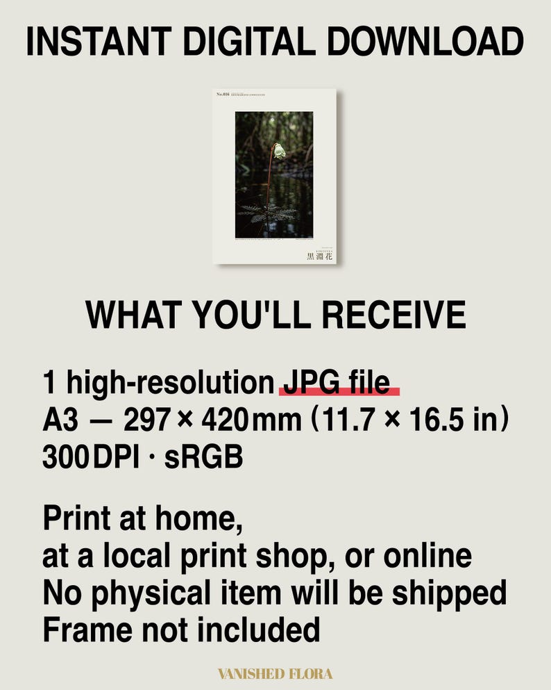 Blackwater Flower Archive Photograph — Fictional Amazon Bloom That Surfaced Only for Days, Rheomarginis confluentis, Printable Photo Art image 8