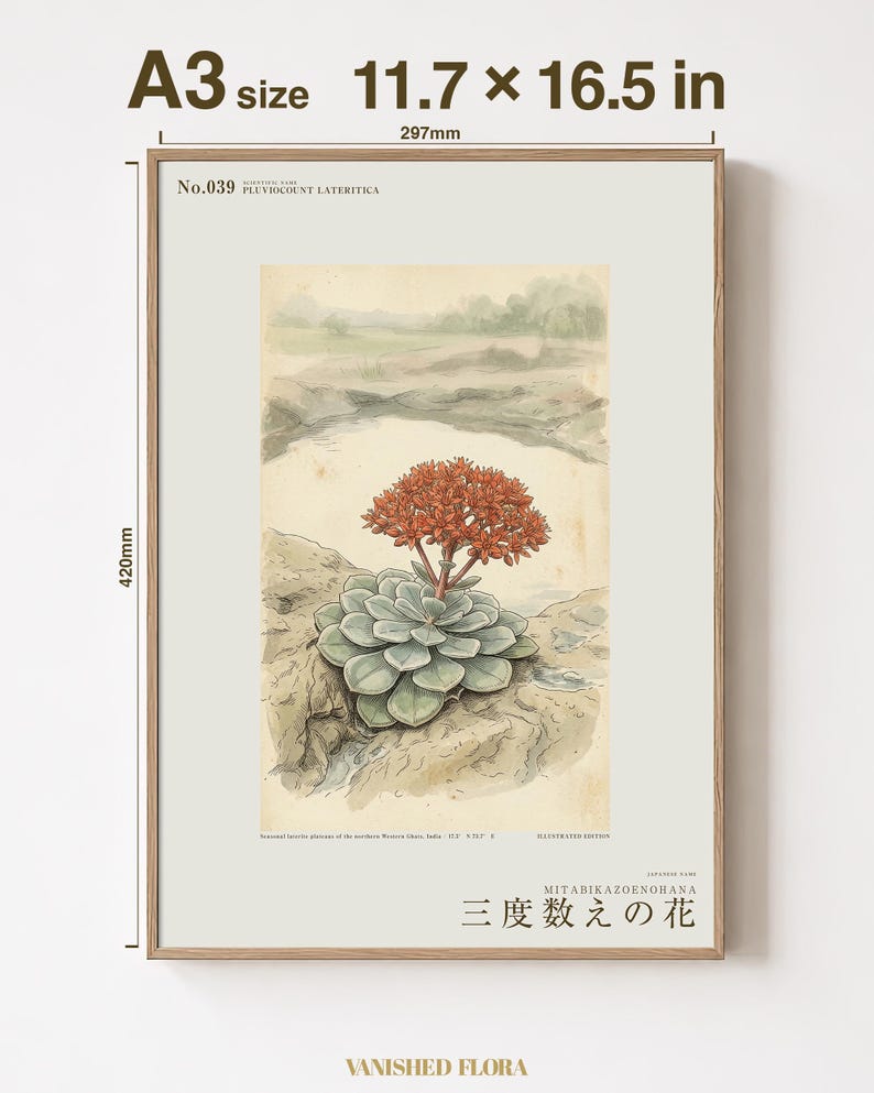 Vanished Flora Print – Thrice-count Flower, Western Ghats Botanical Illustration (Digital Download) image 5