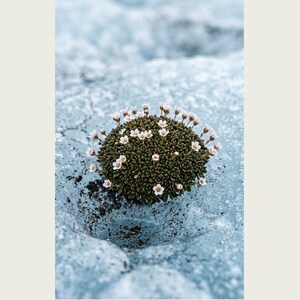 Glacier Bloom Specimen Photograph – Vanished Greenland Flower (Digital Download) image 2