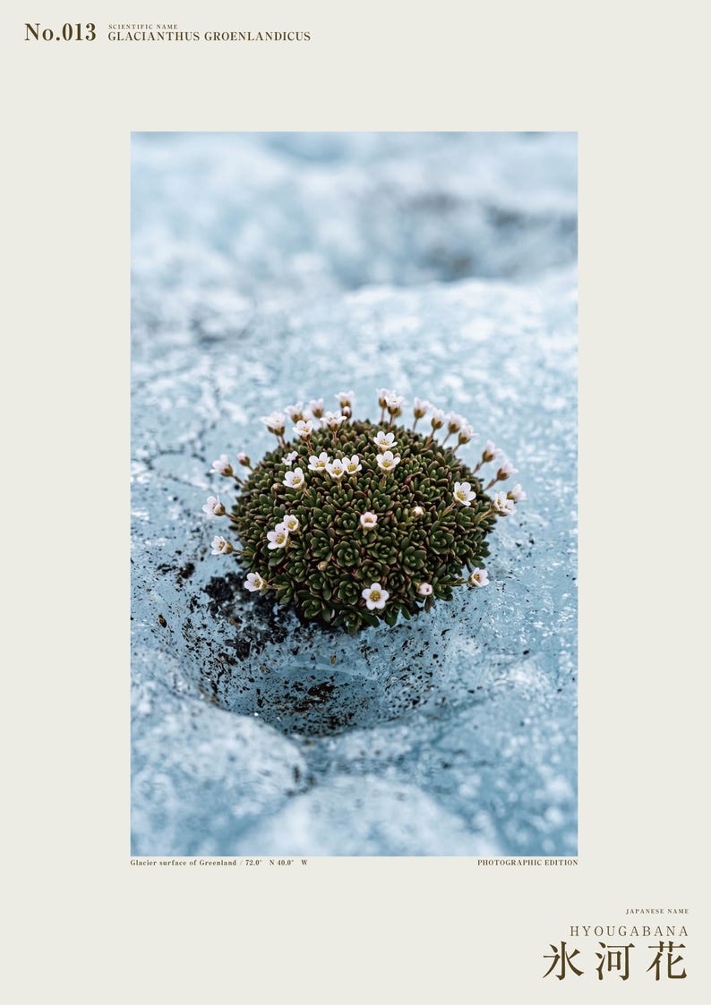 Glacier Bloom Specimen Photograph – Vanished Greenland Flower (Digital Download) image 2