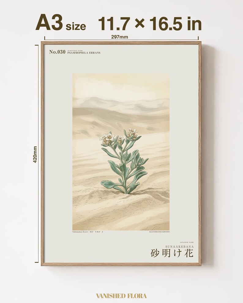Sandwake Bloom Print – Extinct Taklamakan Flower Botanical Art (Digital Download) image 5
