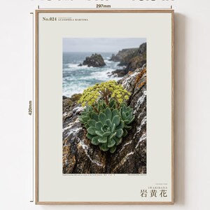 Seabird Cliffbloom Archive Photograph — Extinct Yellow Daisy of the Seabird Stacks, Guanophila maritima, Cottagecore Decor image 5