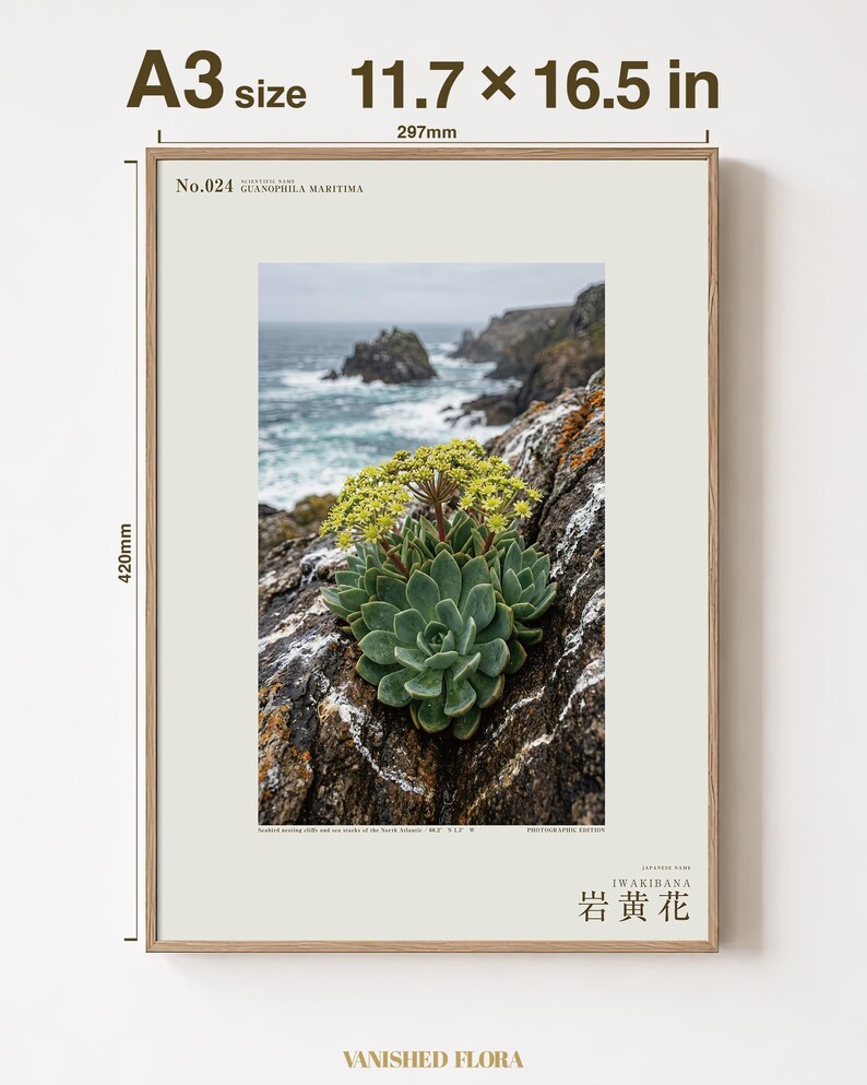 Seabird Cliffbloom Archive Photograph — Extinct Yellow Daisy of the Seabird Stacks, Guanophila maritima, Cottagecore Decor image 5