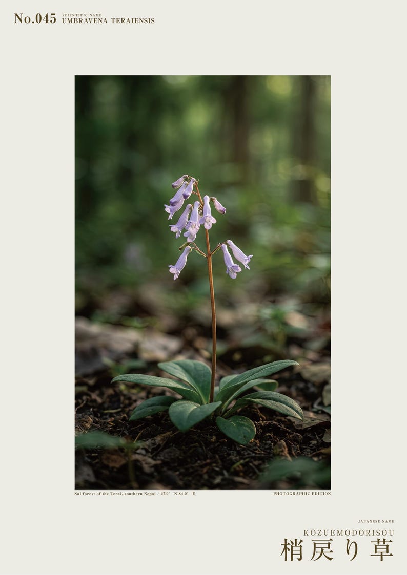 Imaginary Herb Print – Umbravena teraiensis, Dark Academia Botanical Art (Digital Download) image 2
