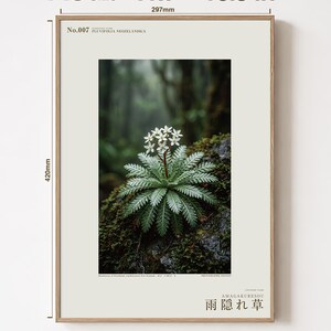 Rainfold Herb Specimen Photograph – Pluvifolia neozelandica (Digital Download) image 5