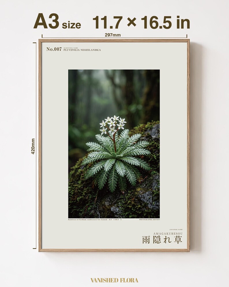 Rainfold Herb Specimen Photograph – Pluvifolia neozelandica (Digital Download) image 5