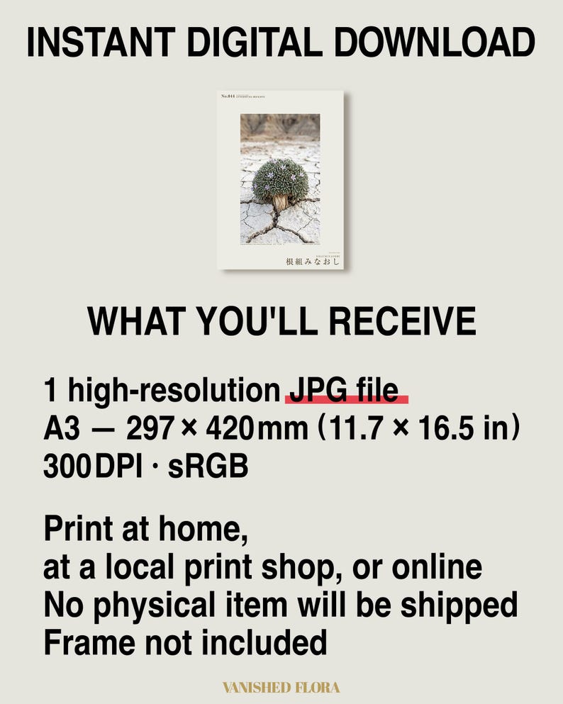 Botaniskt fototryck – Utdöd gipsblomma, stämningsfull naturkonst (digital nedladdning) bild 8