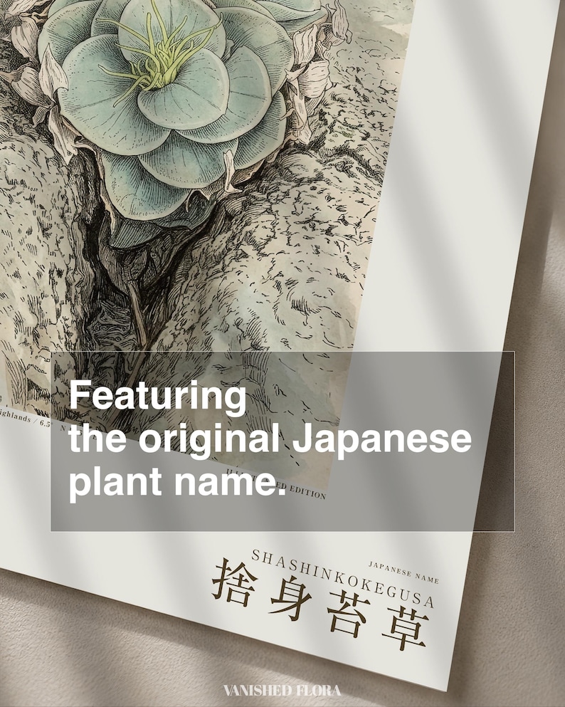 Sacrificial Rockmoss Print – Fictional Cameroon Plant, Archive Flora (Digital Download) image 6