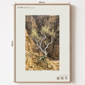 Fictional Radicofolia Loessica Print – Green Roots, Cottagecore Dark Academia Decor (Digital Download) image 5