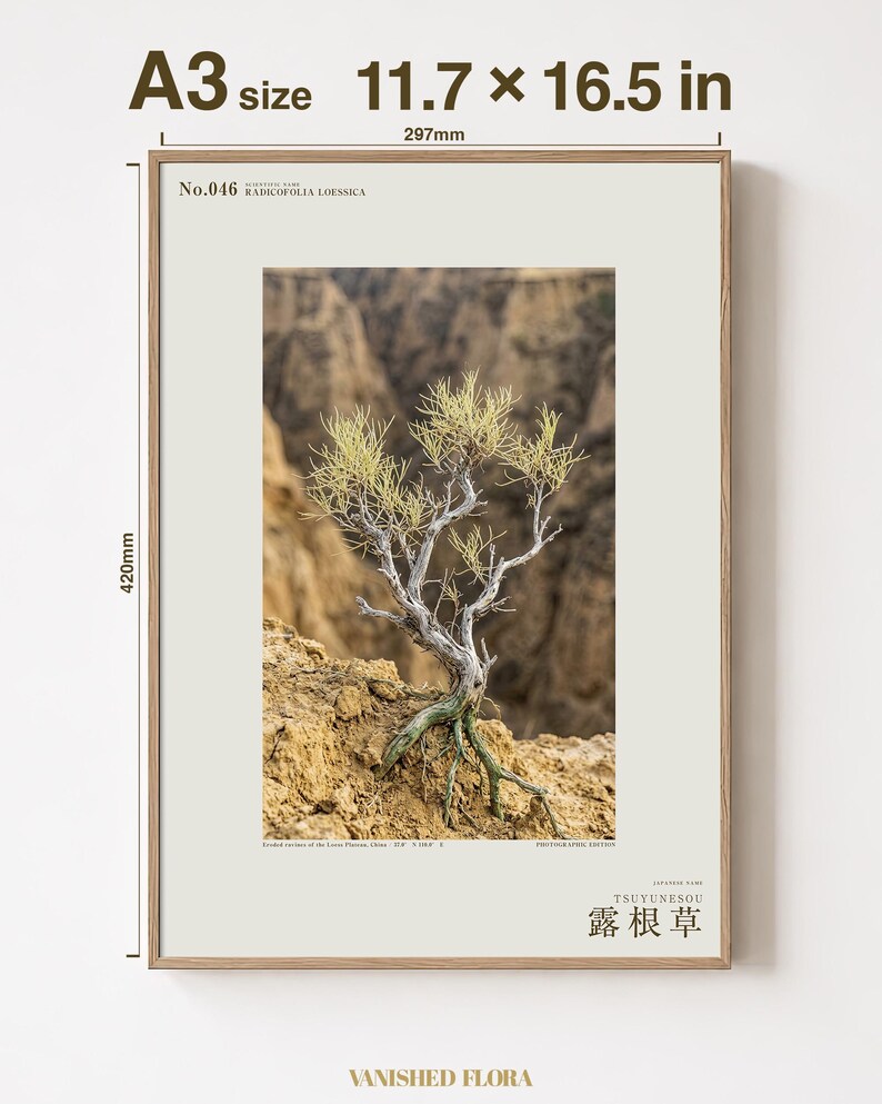 Fictional Radicofolia Loessica Print – Green Roots, Cottagecore Dark Academia Decor (Digital Download) image 5