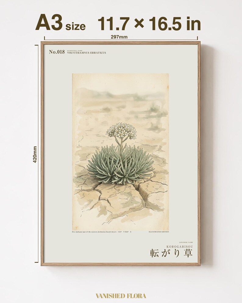 Wandering Tumbleweed Botanical Print – Speculative Desert Herb (Digital Download) image 5