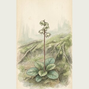 Imaginary Treefall Light Botanical Print – Radicava Bialowiensis Wall Art (Digital Download) image 2
