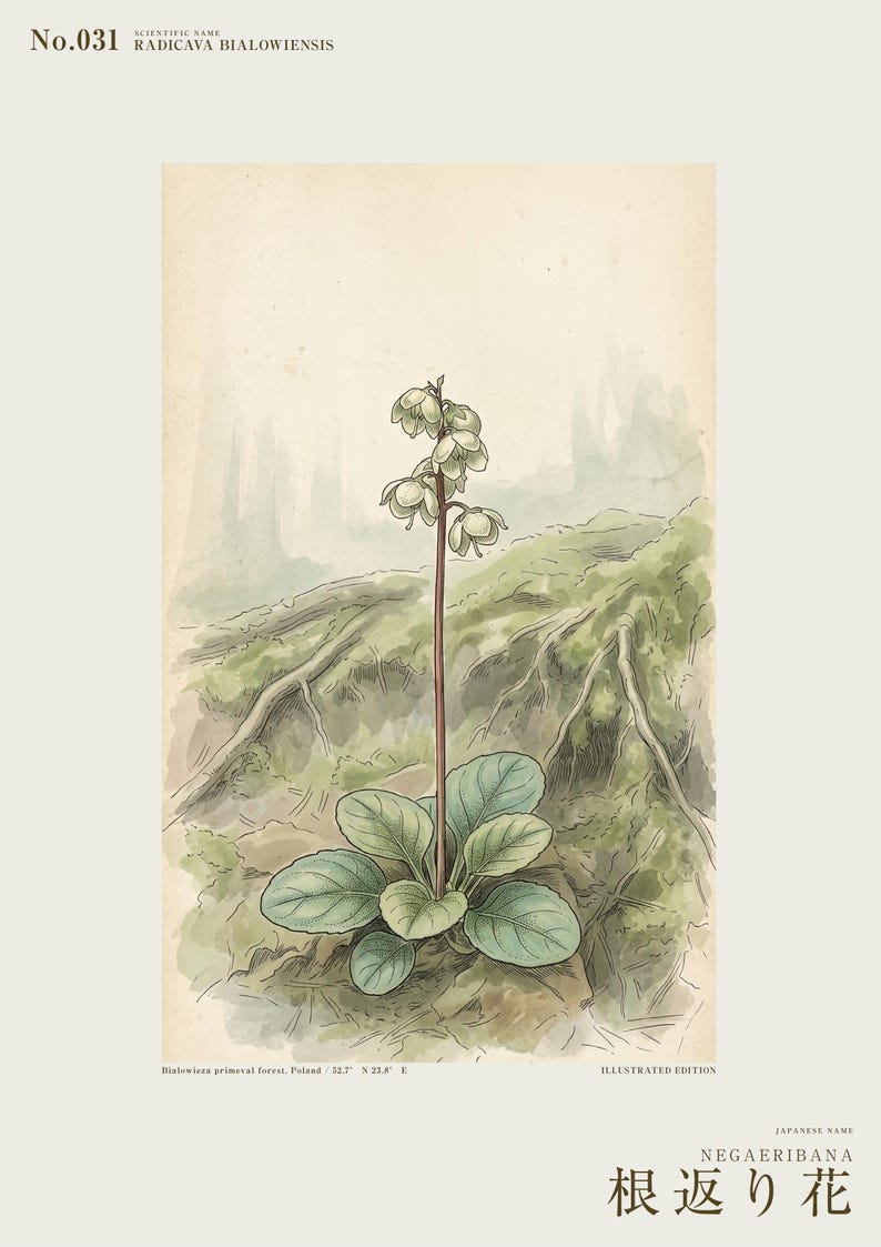 Imaginary Treefall Light Botanical Print – Radicava Bialowiensis Wall Art (Digital Download) image 2