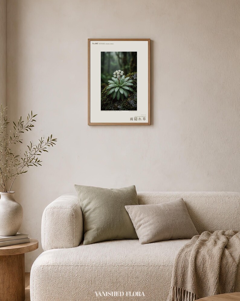 Rainfold Herb Specimen Photograph – Pluvifolia neozelandica (Digital Download) image 4