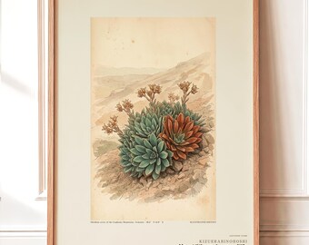 Obsidian Star Herbarium Plate – Imaginary Armenian Flower Botanical Study (Digital Download)