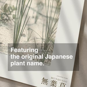 Botanical Print – Aphyllanthe Essequibensis, White-sand Forest Study (Digital Download) image 6