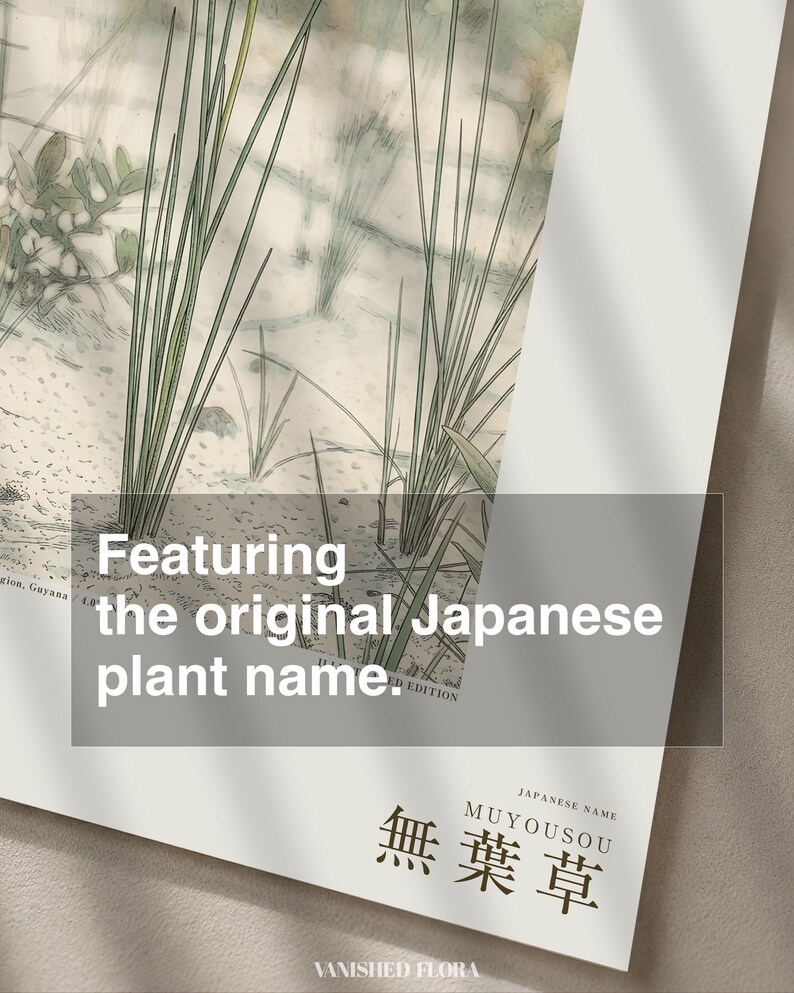 Botanical Print – Aphyllanthe Essequibensis, White-sand Forest Study (Digital Download) image 6