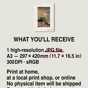 Wandering Tumbleweed Print – Volvithamnus erraticus Desert Photo (Digital Download) image 8