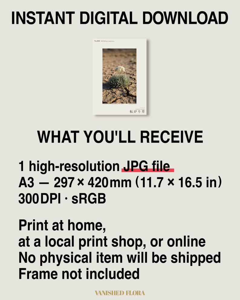 Wandering Tumbleweed Print – Volvithamnus erraticus Desert Photo (Digital Download) image 8