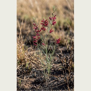 Fireborn Bloom Print – Imaginary Pyrophila Resurgens After Wildfire (Digital Download) image 2