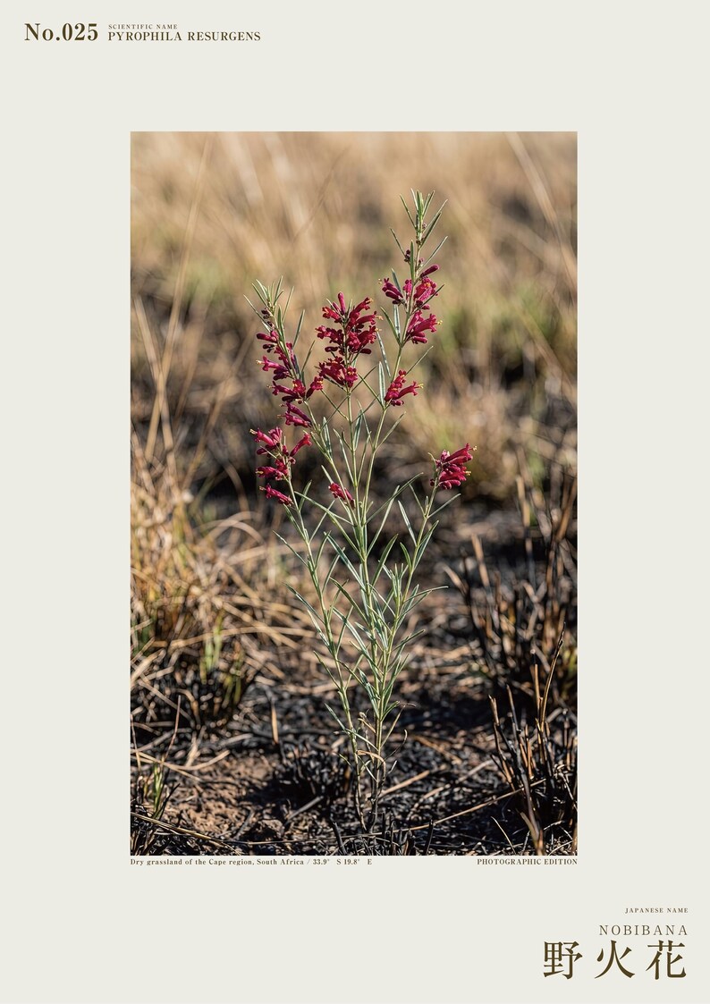 Fireborn Bloom Print – Imaginary Pyrophila Resurgens After Wildfire (Digital Download) image 2