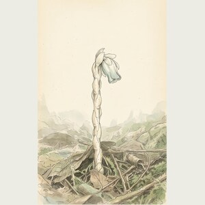 Pale Ghost-flower Print – Umbraflora pallida, Borneo Forest Bloom (Digital Download) image 2