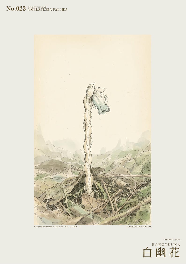 Pale Ghost-flower Print – Umbraflora pallida, Borneo Forest Bloom (Digital Download) image 2