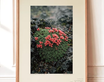 Steambloom Archive Photograph — Imaginary Hot-spring Flower Wreathed in Morning Steam, Vaporanthus islandicus, Cottagecore Decor