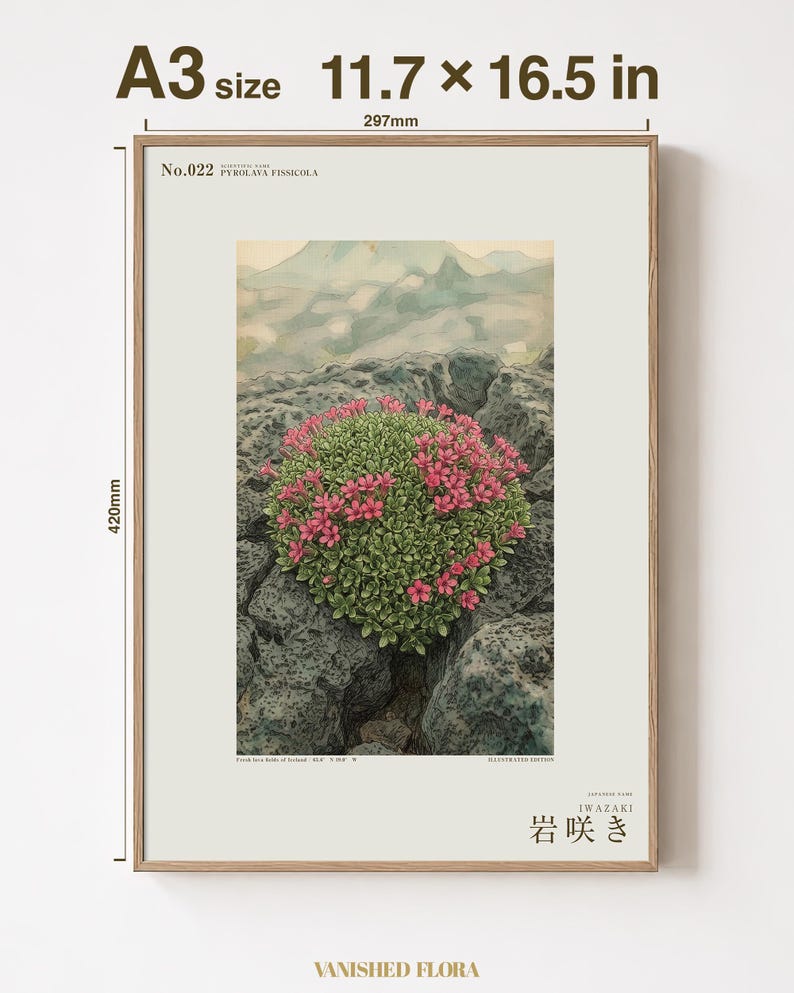 Fictional Iceland Lava Pioneer Print – Pyrolava fissicola Botanical Art (Digital Download) image 5