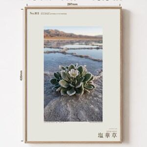 Salt Ember Print – Fictional Halophilanthus Flower, Dark Academia Photo Art (Digital Download) image 5