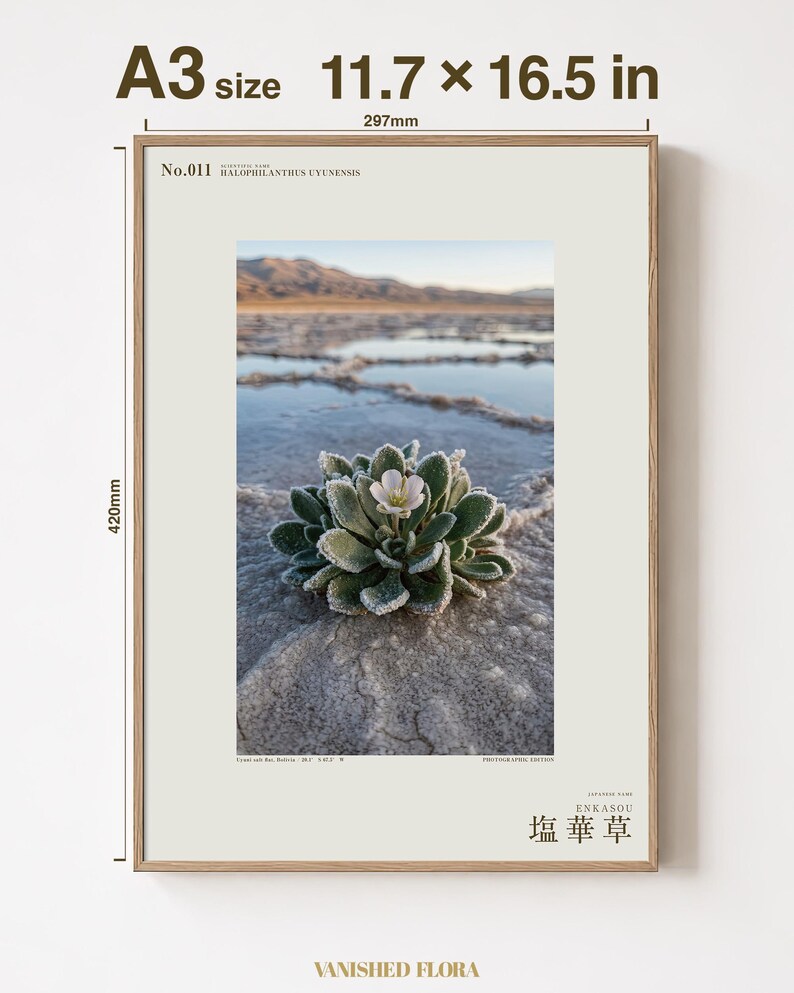 Salt Ember Print – Fictional Halophilanthus Flower, Dark Academia Photo Art (Digital Download) image 5
