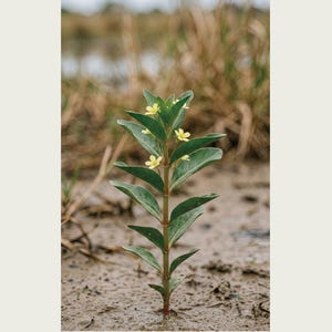 Fictional Ebbwater Flower Photograph – Recessa Pantanalis, Dark Academia Print (Digital Download) image 2