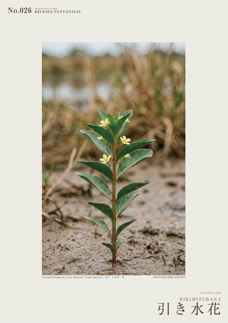 Fictional Ebbwater Flower Photograph – Recessa Pantanalis, Dark Academia Print (Digital Download) image 2