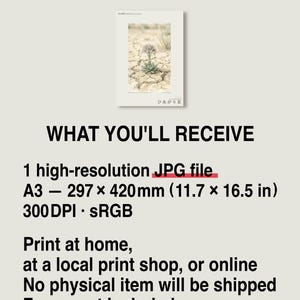 Drypool Star Herbarium Plate – Stellatia donianensis Botanical Art (Digital Download) image 8