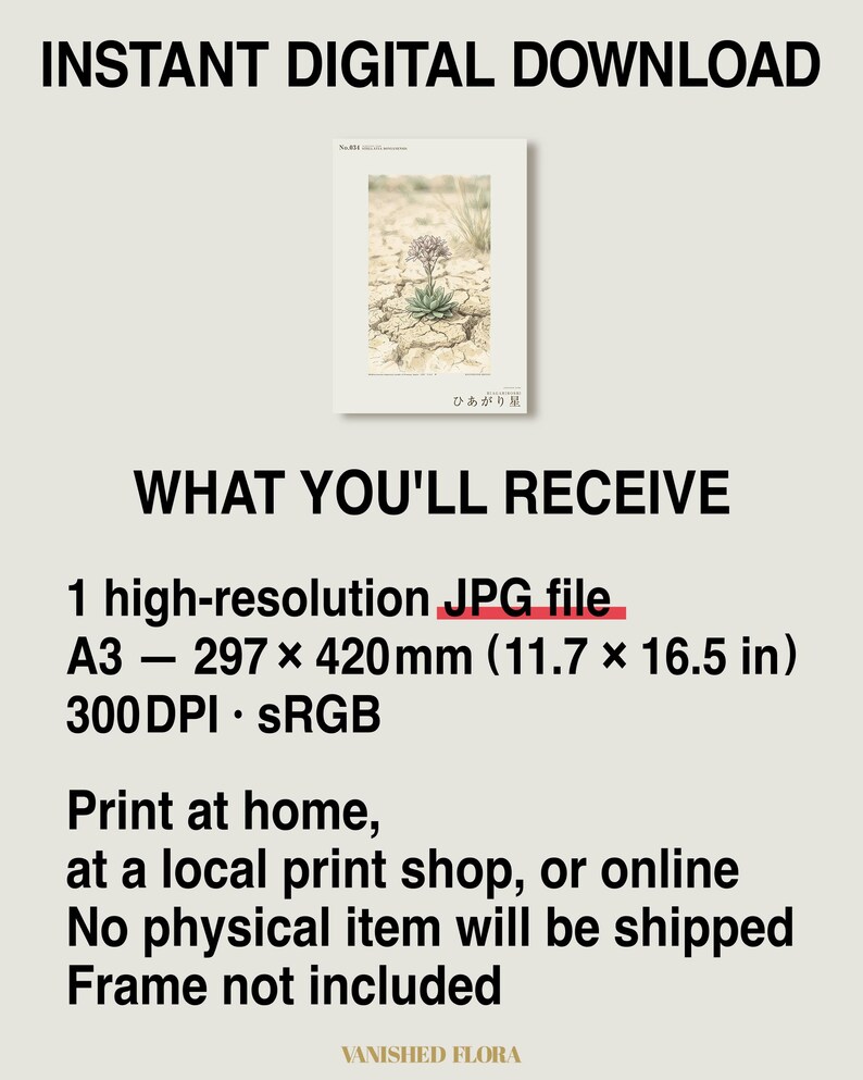 Drypool Star Herbarium Plate – Stellatia donianensis Botanical Art (Digital Download) image 8