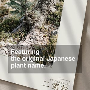 Two-form Cedar Print – Cedrus bimorpha atlasiana, Moody Nature Photography (Digital Download) image 6