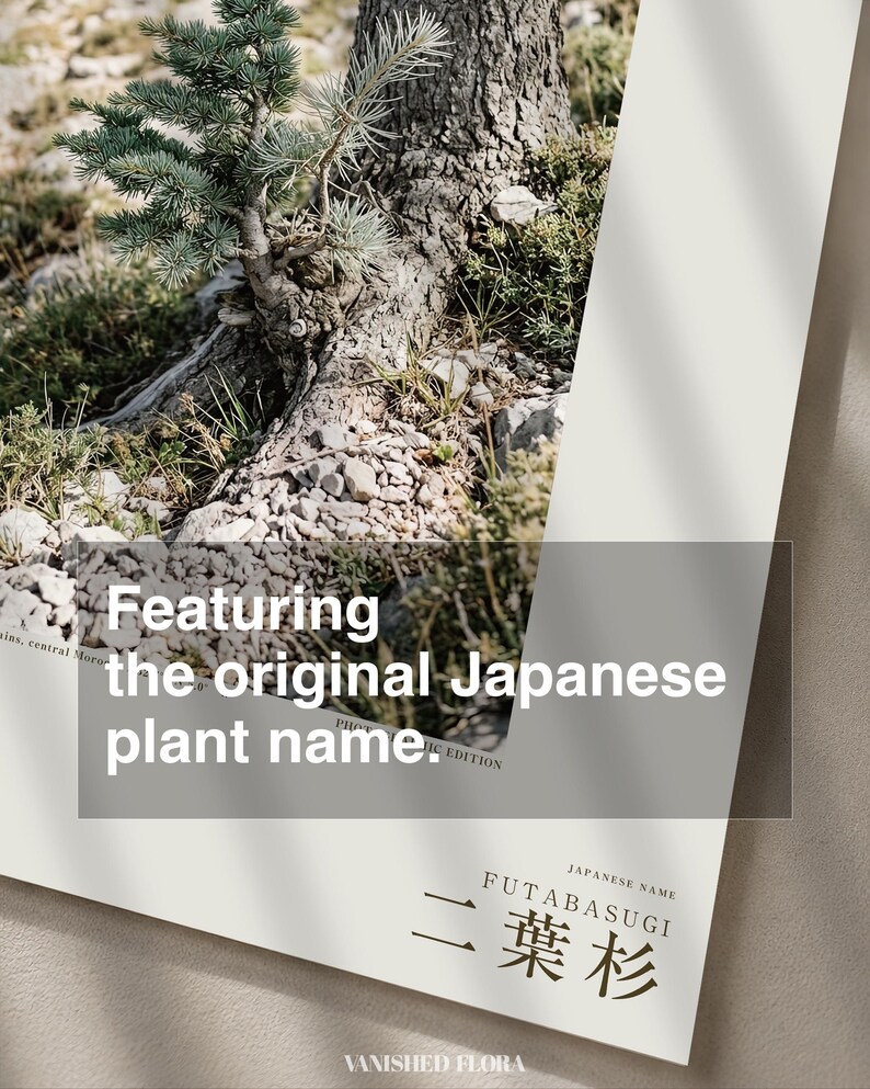 Two-form Cedar Print – Cedrus bimorpha atlasiana, Moody Nature Photography (Digital Download) image 6