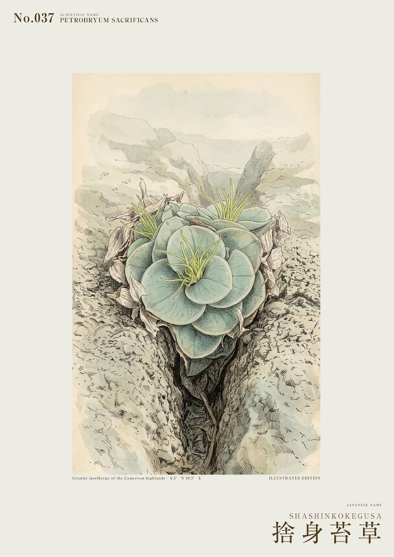 Sacrificial Rockmoss Print – Fictional Cameroon Plant, Archive Flora (Digital Download) image 2