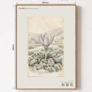 First-frost Bloom Print – Pruinanthus alpinus Alpine Flower Botanical Study (Digital Download) image 5
