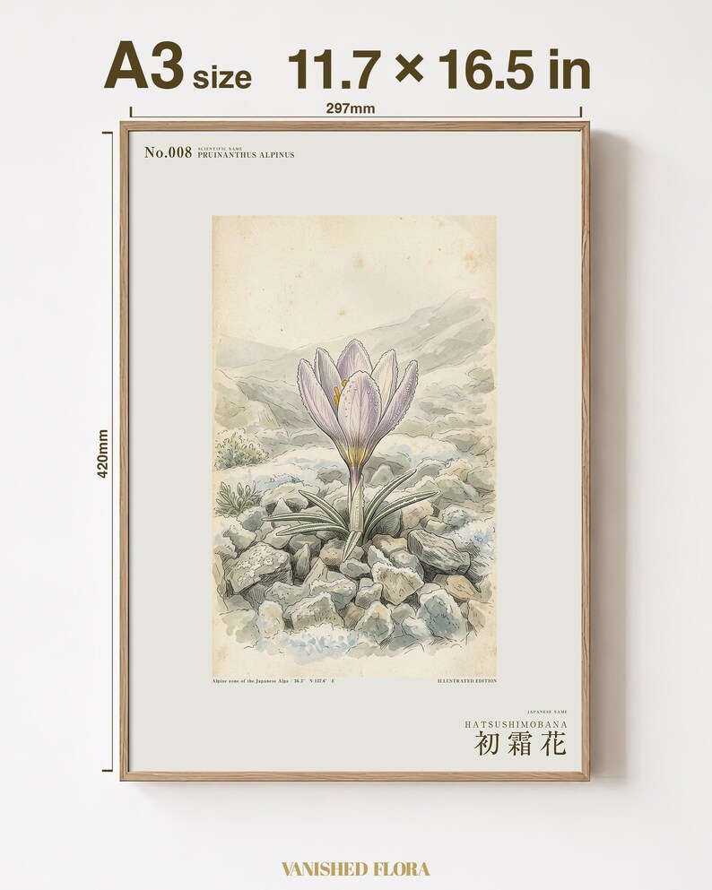 First-frost Bloom Print – Pruinanthus alpinus Alpine Flower Botanical Study (Digital Download) image 5