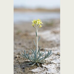 Soda-breath Herb Photograph – Fictional Sodaphyton pannonicum, Printable Art (Digital Download) image 2