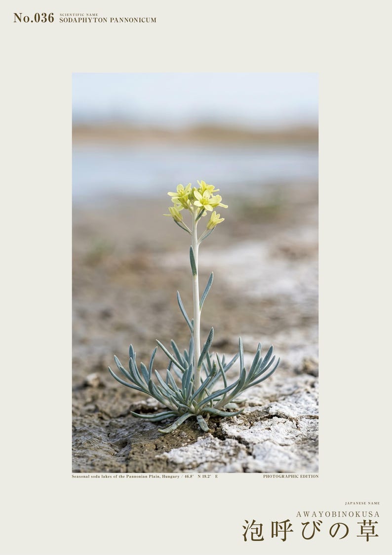 Soda-breath Herb Photograph – Fictional Sodaphyton pannonicum, Printable Art (Digital Download) image 2