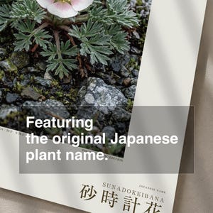 Fictional Fog Hourglass Plant Print – Nebulanthus Atacamenis, Dark Academia Decor (Digital Download) image 6