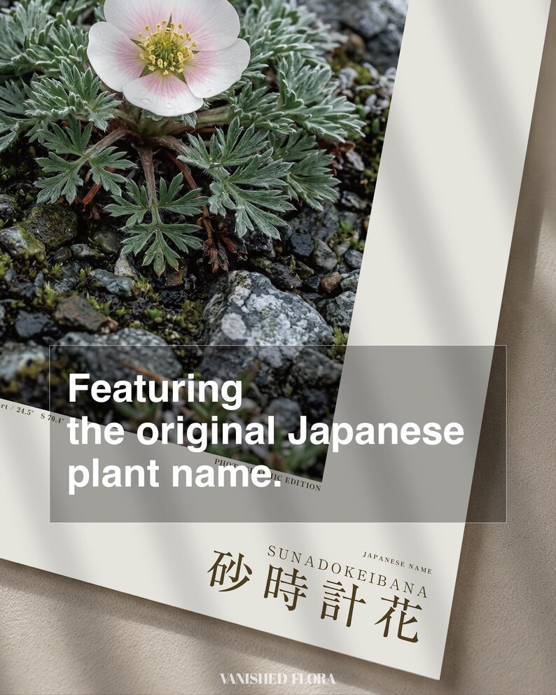 Fictional Fog Hourglass Plant Print – Nebulanthus Atacamenis, Dark Academia Decor (Digital Download) image 6