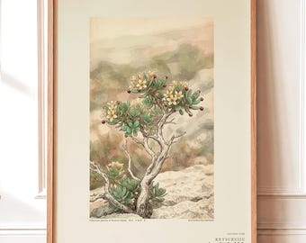 Socotran Bloodtear Print – Extinct Succulent Botanical Art (Digital Download)