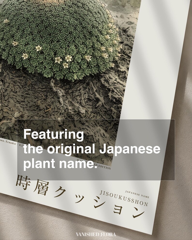 Time-layer Cushion Print – Vanished Andean Plant, Pulvina chronostrata antisanensis (Digital Download) image 6