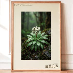Rainfold Herb Specimen Photograph – Pluvifolia neozelandica (Digital Download) image 1
